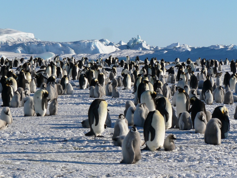 Emperor-Penguin-colony-at-Snow-Hill.jpg